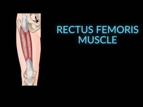 Anatomy of the Rectus Femoris Muscle (Hip Flexor)