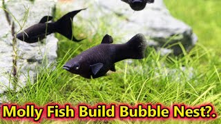 Comment Reply...Bro yenoda molly fish bubble nest make panniruku ? / Fish Aquarium Tamil