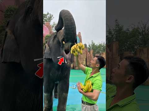 Smart Elephant vs Coconut 😳
