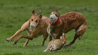 Download lagu Anjing Greyhound Memburu Kelinci Di lapangan mp3