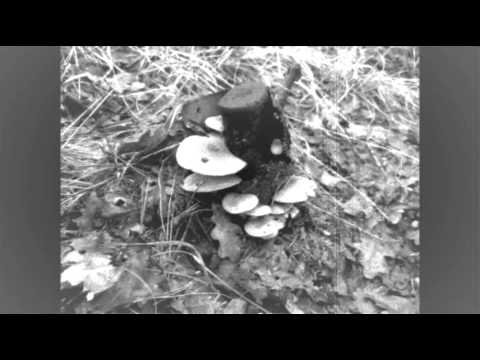 FoetusDreams - Fin de Misere