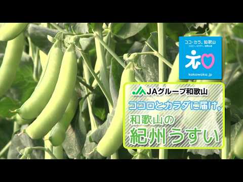 2020紀州うすい