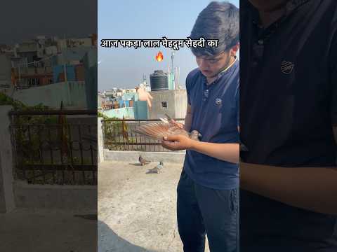 Today I caught the red Mehdoom of Sehdi 🔥 #youtubeshorts #shorts #pets #pigeons #kabootar #kabutar