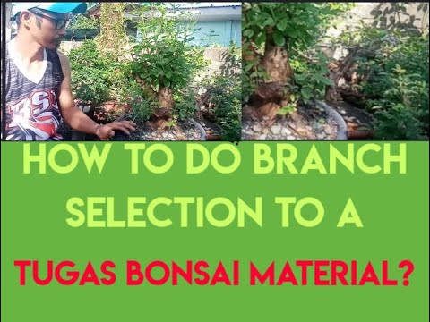 How to do branch selection to a Tugas bonsai material?