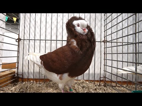 Old Dutch Capuchine fancy pigeon show