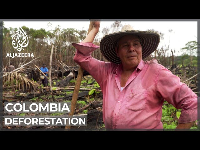 Deforestation: Colombian programmes encourage conservation efforts