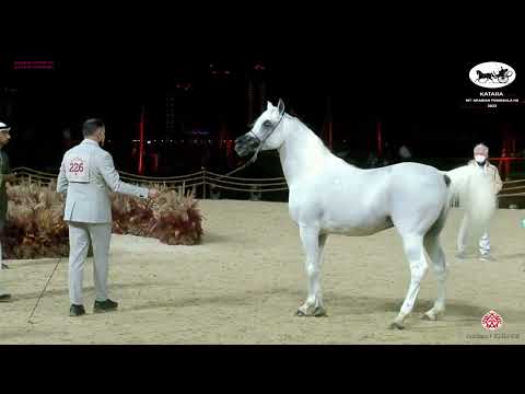N 226 MOHANNED AL WAAB   Katara Int  Arabian Peninsula Horse Show 2022   Stallions 7 to 10 Years Old