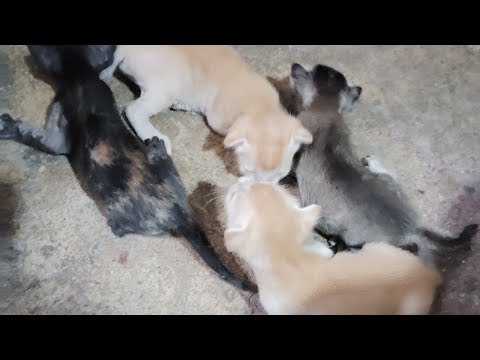 They left the streets with their mother to have a baby, please don't do that,🙏😥#catlover #youtubev