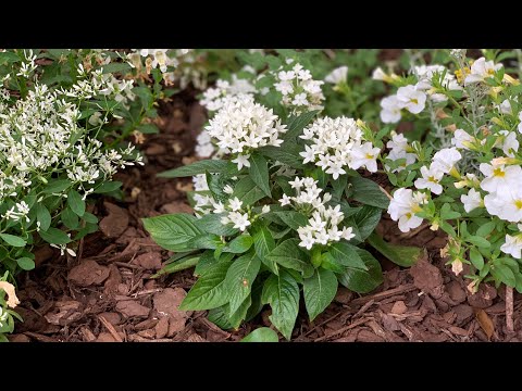 Moon Garden & Garden July Update #6