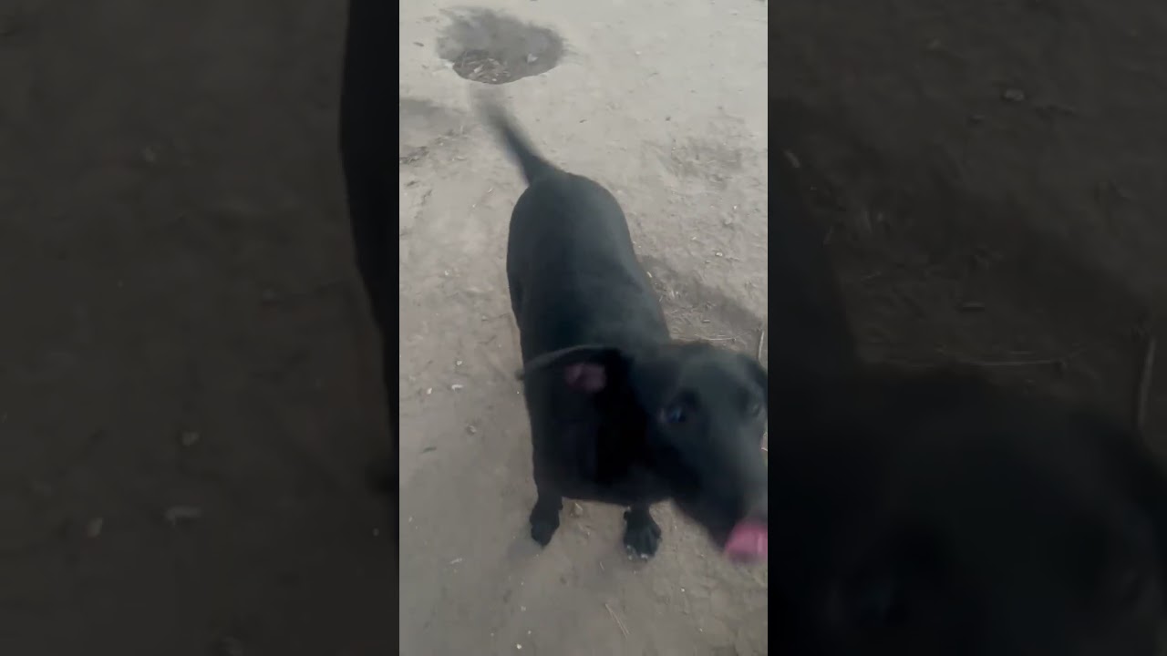 Enlarge Mittens, an adoptable mixed breed in Warrington, PA video 6/6