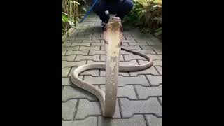 Download lagu #WhatsApp #Status #Snake #Video #Short🐍🐍🐍 mp3