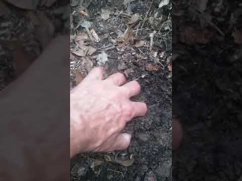 How to find wiggler's