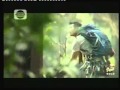 Indosiar Gudang Garam Gold 21 35 17 2