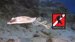 Scuba Diving with an Electric Ray