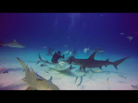 Great Hammerhead vs Tiger Shark