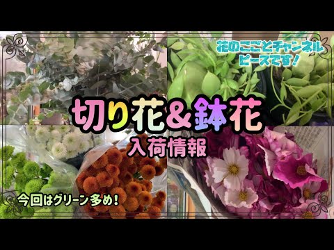 園芸 Quamoclitic Ipomoea、ヒノキ葉 Ipomoea、Red Ipomoea