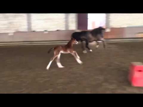 Fohlen von Asagao xx x Rilke x Larome