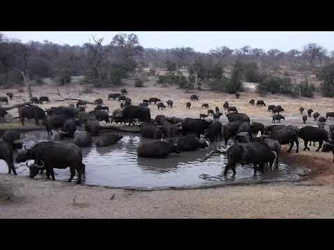 Djuma: Breeding herd of African Buffalo-Pt:2 - 17:21 - 09/19/18