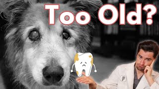 When is a DOG Too old for a Dental Cleaning?
