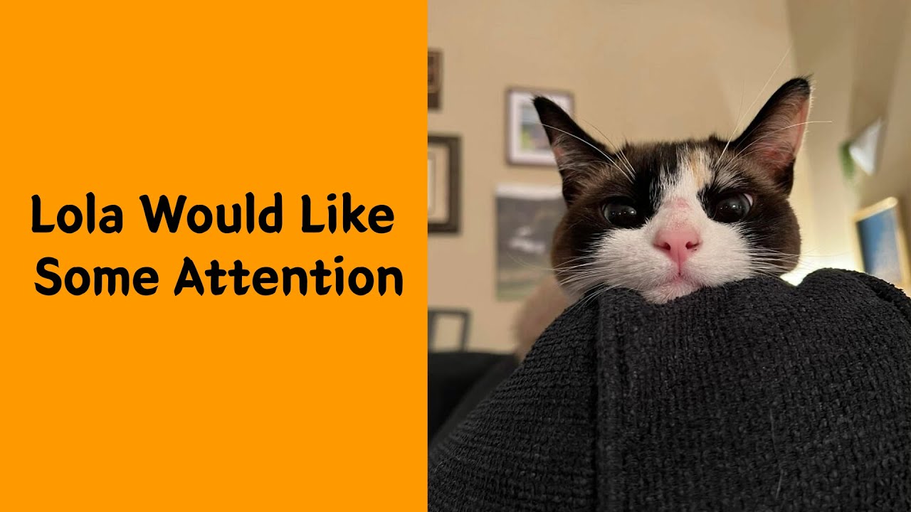 50 Times Felines Pulled a Funny Cat Face - Funny cat