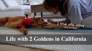 Life with 2 Goldens | Random restocks, Daily routines, Dog mom vlog, Unboxing and Sofa deep clean