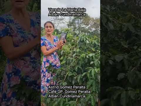 Café Gómez Peralta GP – Vereda La María Baja | Albán #albán #sandraguti #cundinamarca