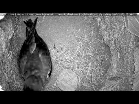 Adult Returns To Cahow Cam 2 Burrow – Nov. 1, 2019