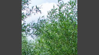 Download lagu Safilaj Cinta Satu Rasa mp3