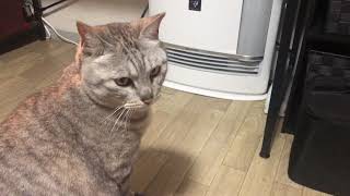 暖房が暖かくて動けないにゃにゃ様   The heating is so warm that he can't move.  2021/2/12