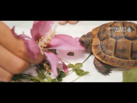 Vier Jahreszeiten am Campus der Vetmeduni Vienna