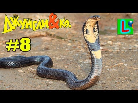 Deagostini ДЖУНГЛИ и КО МАКСИ КОРОЛЕВСКАЯ КОБРА Деагостини LISKA SHOW UNPACKING #8