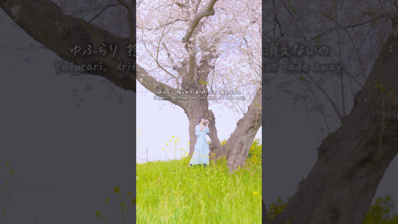 新曲「ゆふらり🌸」3/31配信スタート！✨ #ゆふらり #calen #歌ってみた #オリジナル曲 #オリジナルmv #オリジナルソング #オリジナル