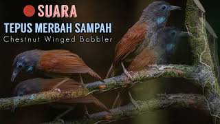 Download lagu Suara Garang Tepus Merbah Sampah - Chestnut Winged Babbler (Stachyris erythroptera) mp3