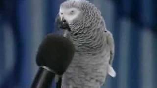 Bisakah Hewan Berbicara Seperti Manusia Kumparan Com