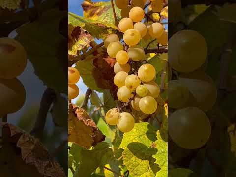 Italy. Time to harvest the grapes. Wine, Fall 2022