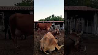 uma tarde na fazenda. #shorts #shortvideo #song #short #shortsfeed #subscribe #shortsvideo #status
