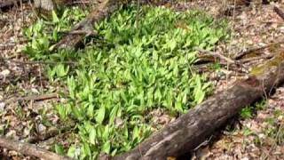 Huge Patch of wild Garlic.MOV