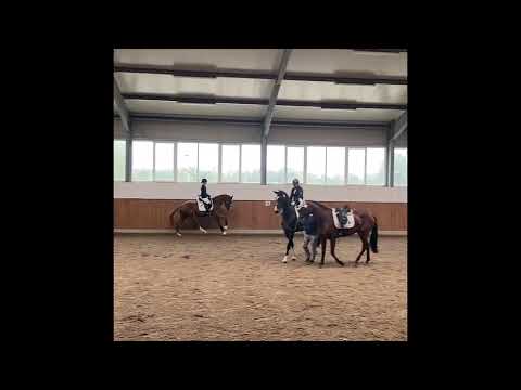 For sale: Dreijährige Stute von Secret x Benicio (*08.06.2022)