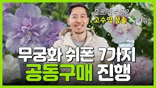 장미처럼 꽃이 피는 겹무궁화 공동구매 ( 여름 정원이 화려해지는 꽃나무 )