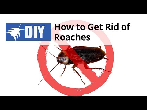  How to Get Rid of Roaches Yourself Video 