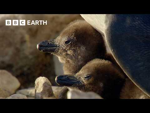 How Penguins Adapt to Rising Temperatures | Narrated by David Attenborough | Africa | BBC Earth