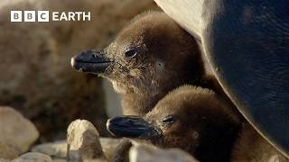 How Penguins Adapt to Rising Temperatures | Narrated by David Attenborough | Africa | BBC Earth