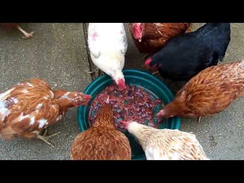 Chickens love raw liver
