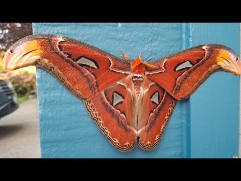 It has the largest wings of all butterflies: Exotic Atlas moth sighted for the first time in the ...