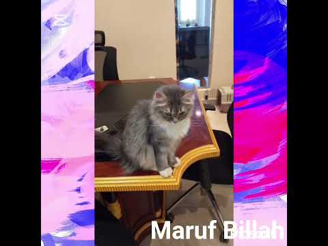 cute cat🙀🙀🙀 #cat #cats #catlovers