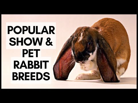 , title : 'Popular Show & Pet Rabbit Breeds'