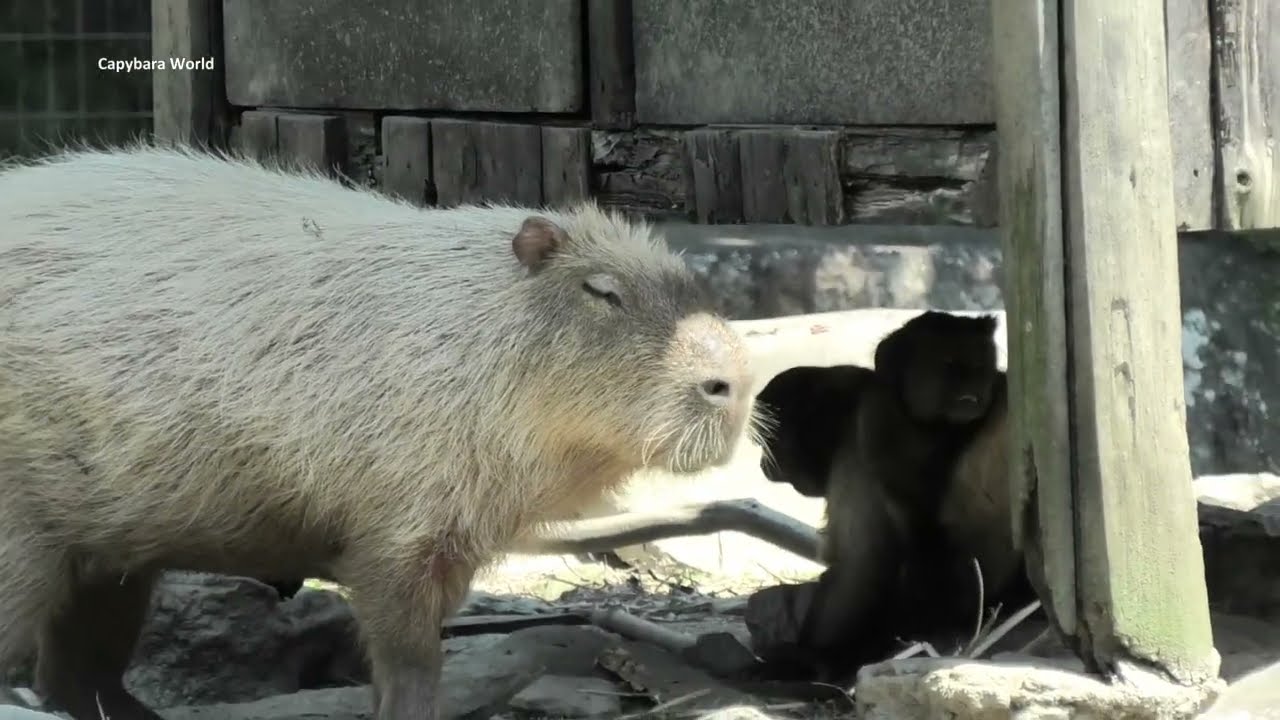 Monkey Grooms Kikyo Capybara.   She Is Blissful