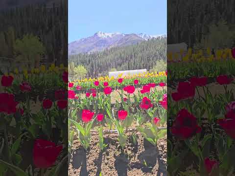 Huinganco Temporada  2025 de Tulipanes  Variedad: Ile de france