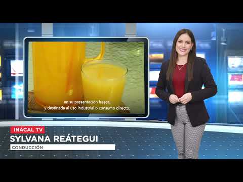 Inacal TV - Programa 203