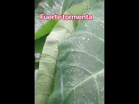 en olocuilta la paz #ElSalvador